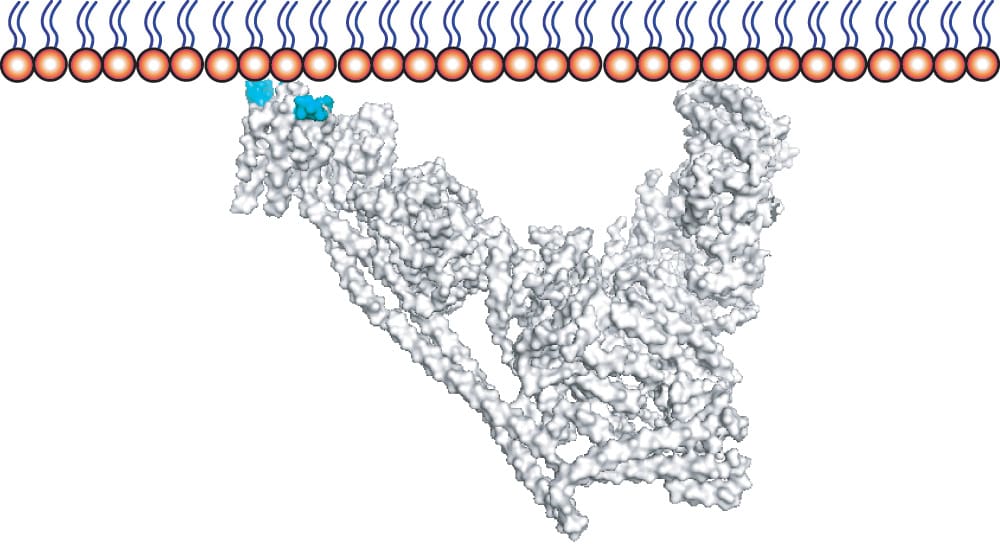 : A model of a VPS34-containing complex attached to a membrane, with regions responsible for membrane association highlighted in blue