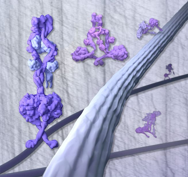 Process of dynein’s activation 