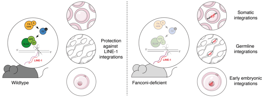 Graphic illustrating that wildtype mice have protection against LINE-1 integrations, but Fanconi-deficient mice have elevated frequency of LINE-1, specifically during early embryonic development and in the germline (sperm and eggs).