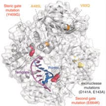 DNA to RNA Polymerases