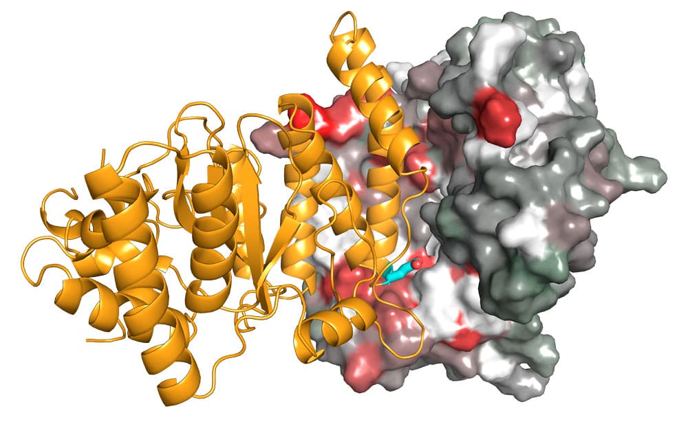 Model of a PARP-HPF1 complex