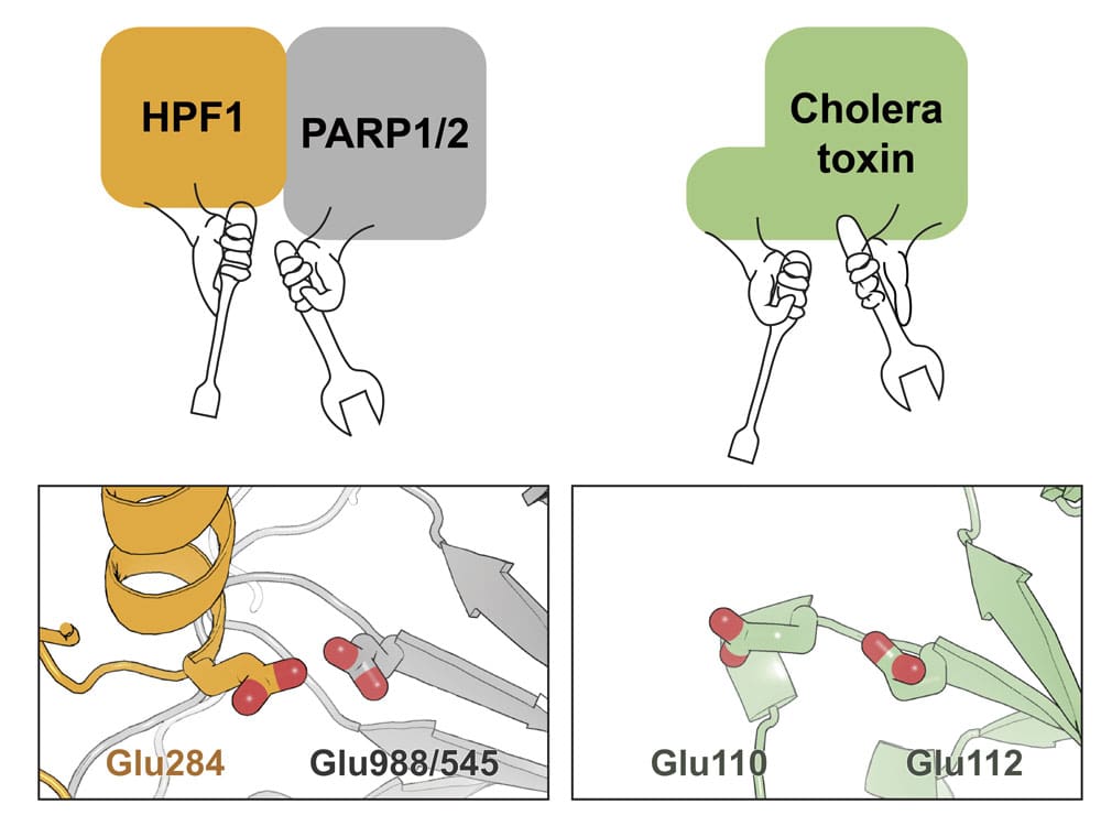 Comparison of the PARP-HPF1 active site with ADP-ribosyl transferase cholera toxin active site