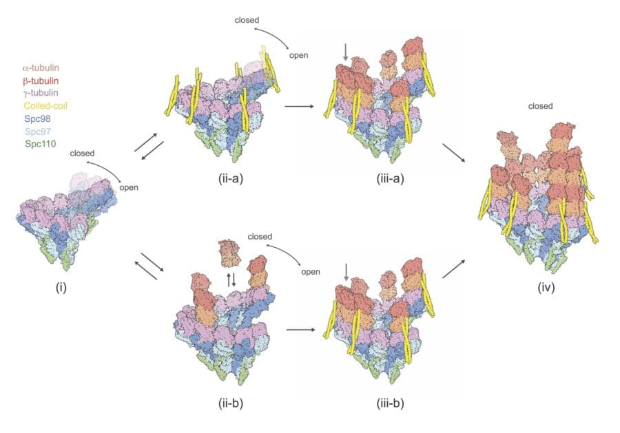 tubulin complex assembly mechanism illustrates tubulin and coiled-coil binding to Spc proteins, transitioning through open and closed states.