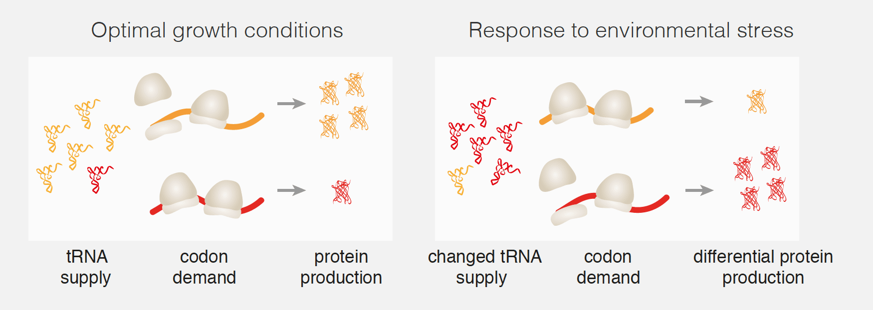 Diagram to show how changes in tRNA abundance affect protein production rates