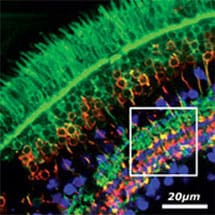 Digitization In The Retina