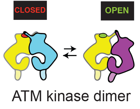 Dynamic structures ATM graphic
