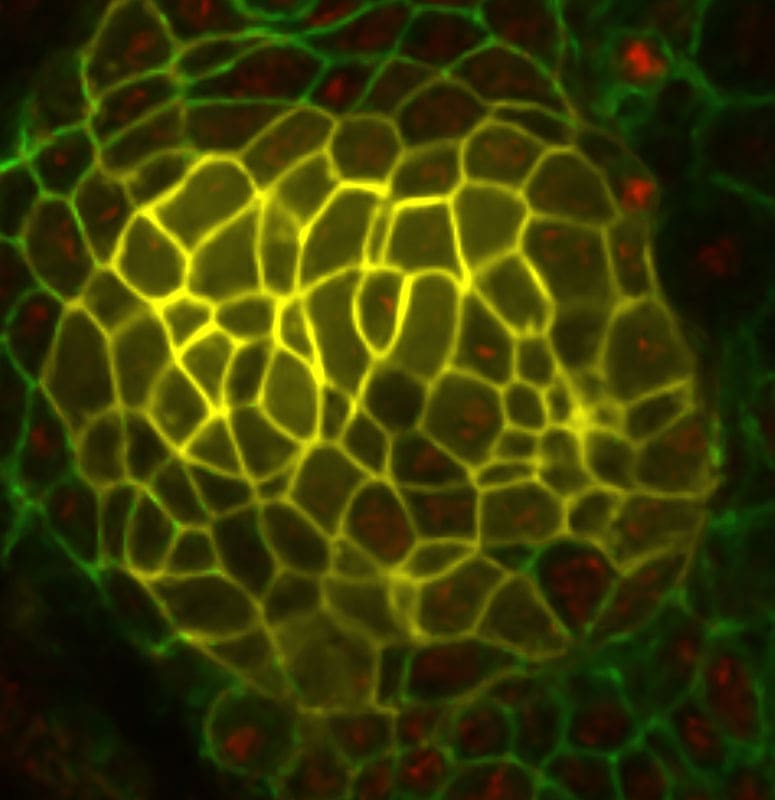 Embryo salivary gland development