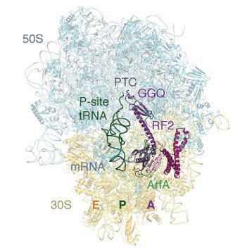 ArfA and RF2 bound to the bacterial ribosome