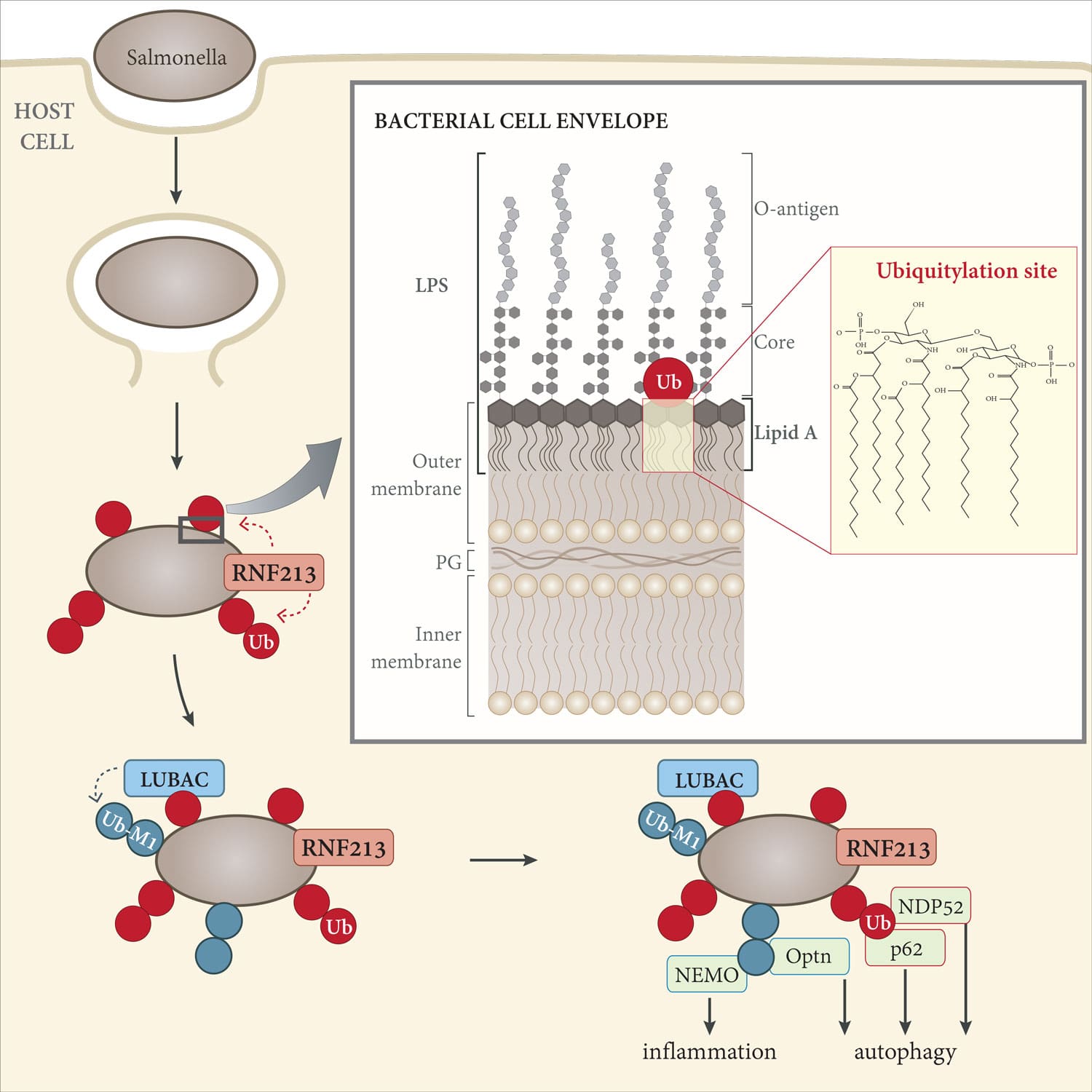 Diagram depicting invading Salmonella being marked with ubiquitin as cargo for autophagy 