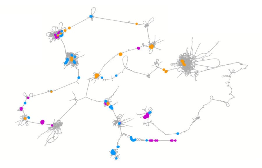 Involution Microbio Evolutionary journey of mycobacteria mapped | MRC Laboratory of ...