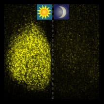 Fluorescent Per2 protein imaged in a living mouse brain slice during subjective daytime (left) and night time (right).