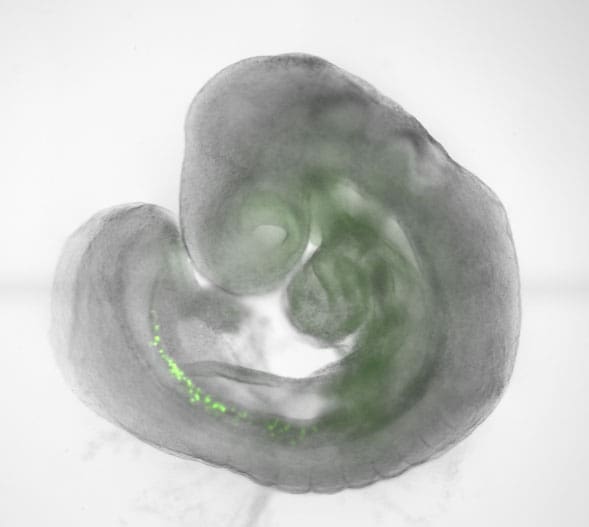 Germ cell development threatens genetic integrity