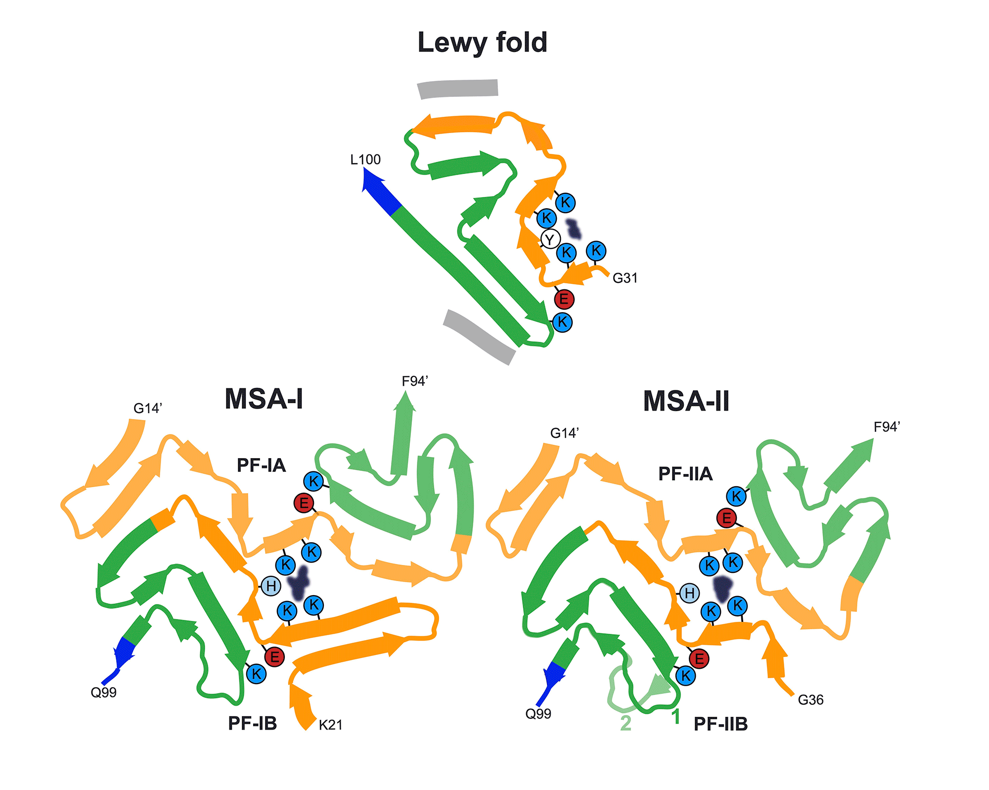 Schematic of secondary structure elements in the Lewy and multiple system atrophy (MSA) folds
