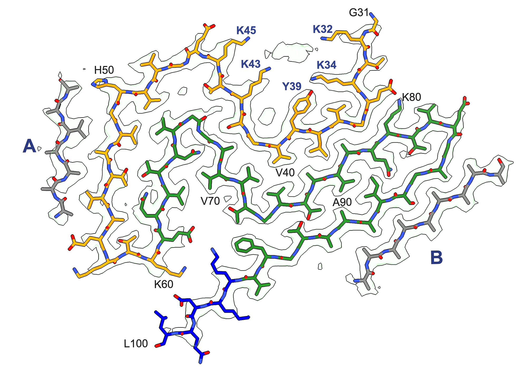 Cryo-EM density map and atomic model of the Lewy fold