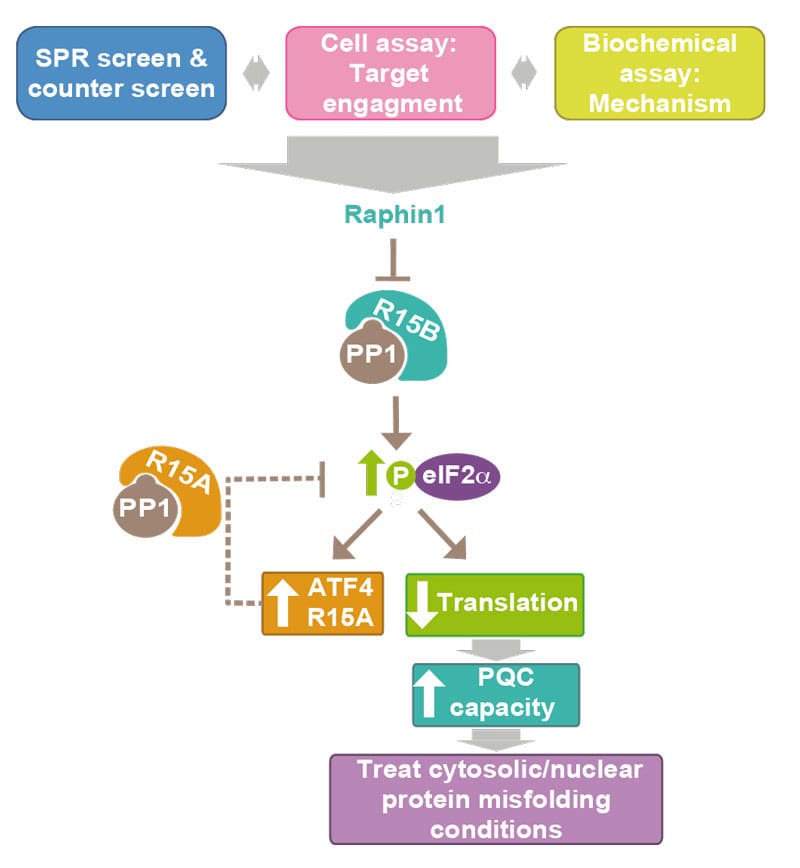 Graphical abstract Bertolotti
