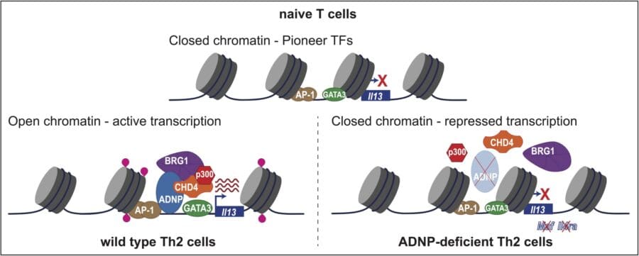 Schematic of proposed mechanism by which ADNP regulates Th2-specifying genes. Visual illustrates how in naïve T cells the type 2 genes are poised and only pioneer transcription factors can bind to the regulatory regions. During differentiation and activation, ADNP is recruited to the Il13 promoter resulting in histone acetylation and the chromatin opens, enabling gene transcription. In the absence of ADNP, the chromatin modifiers are not recruited, impairing histone acetylation and chromosome accessibility and resulting in abrogated gene transcription