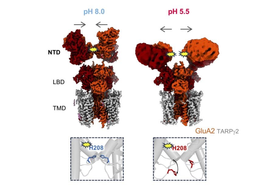 The structures of AMPARs at pH 8.0 and pH 5.5. At pH 8.0, the NTD tier of the structure is compact and upright, whilst at pH 5.5 it is splayed at open. Yellow is used to indicate the location of His208 embedded in between the NTD.