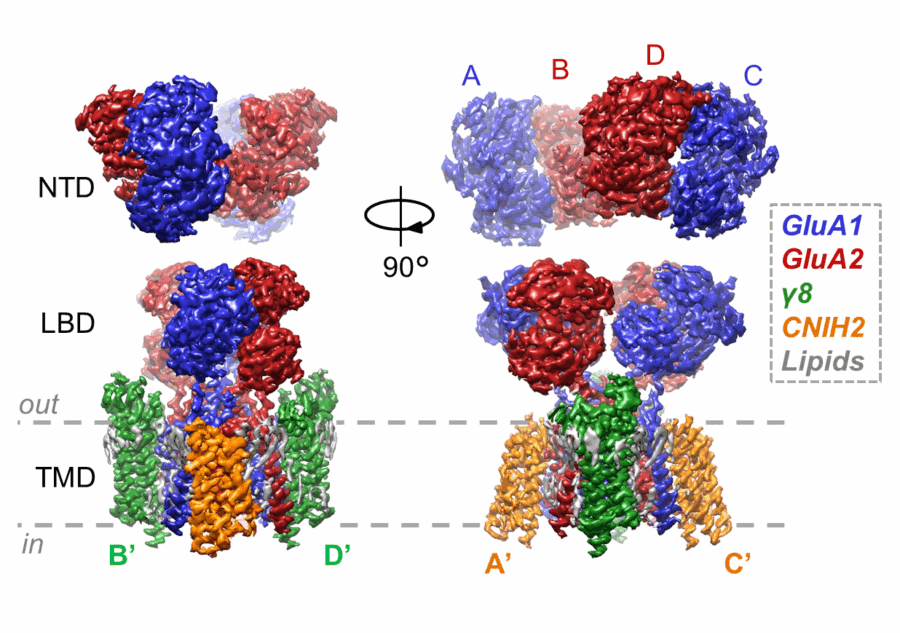 Cryo-EM structure of a GluA1/2 AMPA receptor with the auxiliary subunits TARP- 8 and CNIH2. Lipids can also be seen associating with the receptor in the transmembrane domain (TMD).