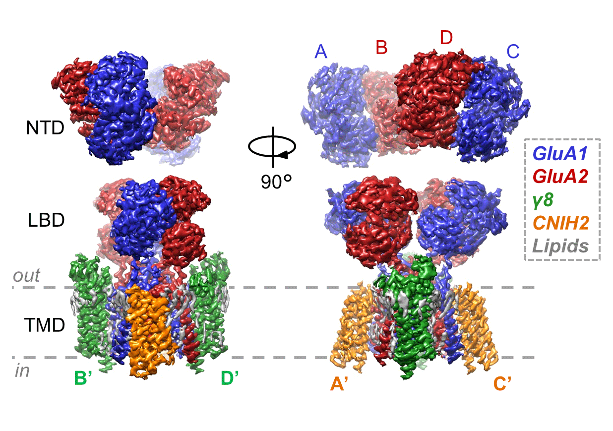 New structures show how auxiliary subunits modulate hippocampal AMPA ...