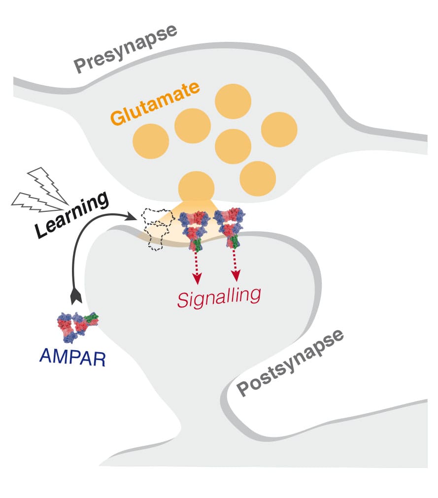 The GluA1/GluA2 AMPA receptor is recruited to the synapse during memory formation and learning to augment signalling
