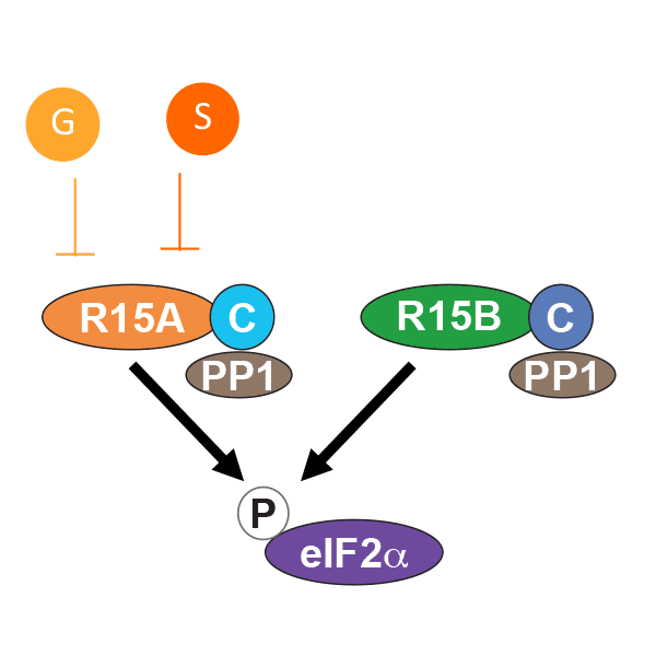 Diagram showing how Guanabenz and Sephin1 selectively bind to R15A’s N-terminal, induce a conformational change, impairing recruitment of the substrate, eIF2a, and its dephosphorylation.