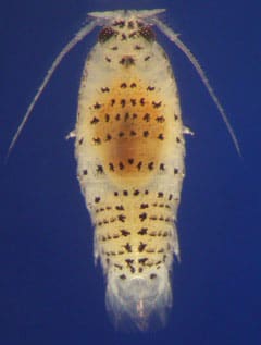 Hastings - Eurydice Timekeeping