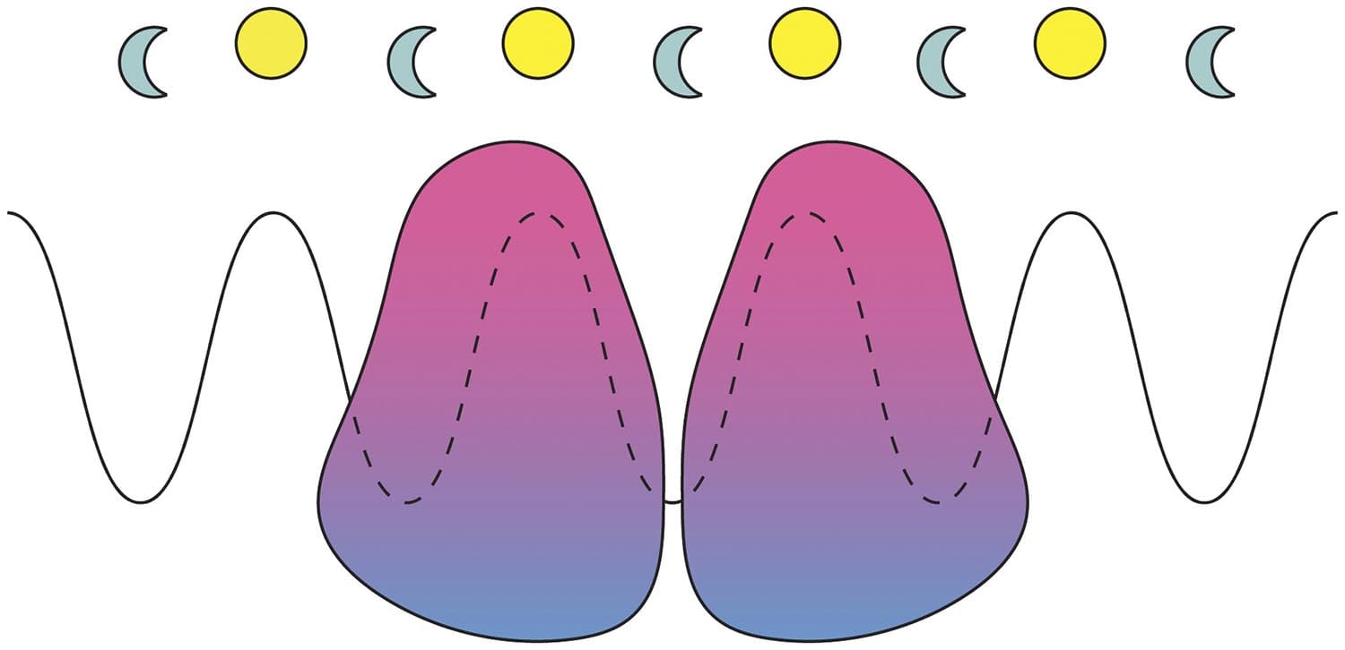 The suprachiasmatic nucleus (SCN) is the master clock in mammals which encodes and coordinates a proxy for environmental time. Cells expressing the neuropeptide VIP or its receptor VPAC2 for a pacemaking hub that is vital for this role.
