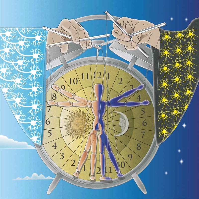 A body clock puppet is moved around the clock by puppeteers representing astrocyte- and neuron-driven control