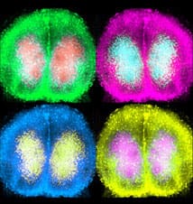 Hastings Timekeeping