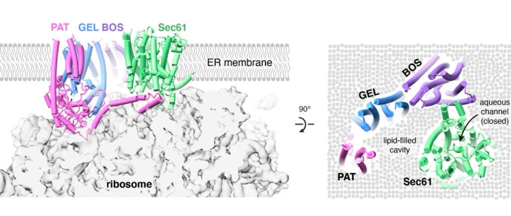 Structural model for the multipass translocon bound to a translating ribo