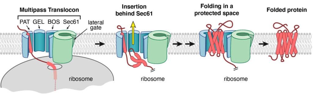 Proposed sequence of events by which a multipass protein is embedded into the membrane as the protein is synthesized by a ribosome.