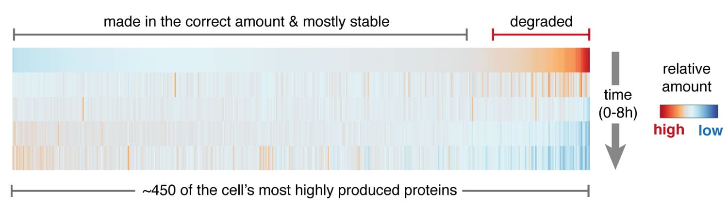 A heat map showing how ~450 individual newly made proteins (left to right) change over 8 hours (top to bottom). Most of the degraded proteins are subunits of the cell’s major protein complexes such as the ribosome, proteasome, or chaperonin.