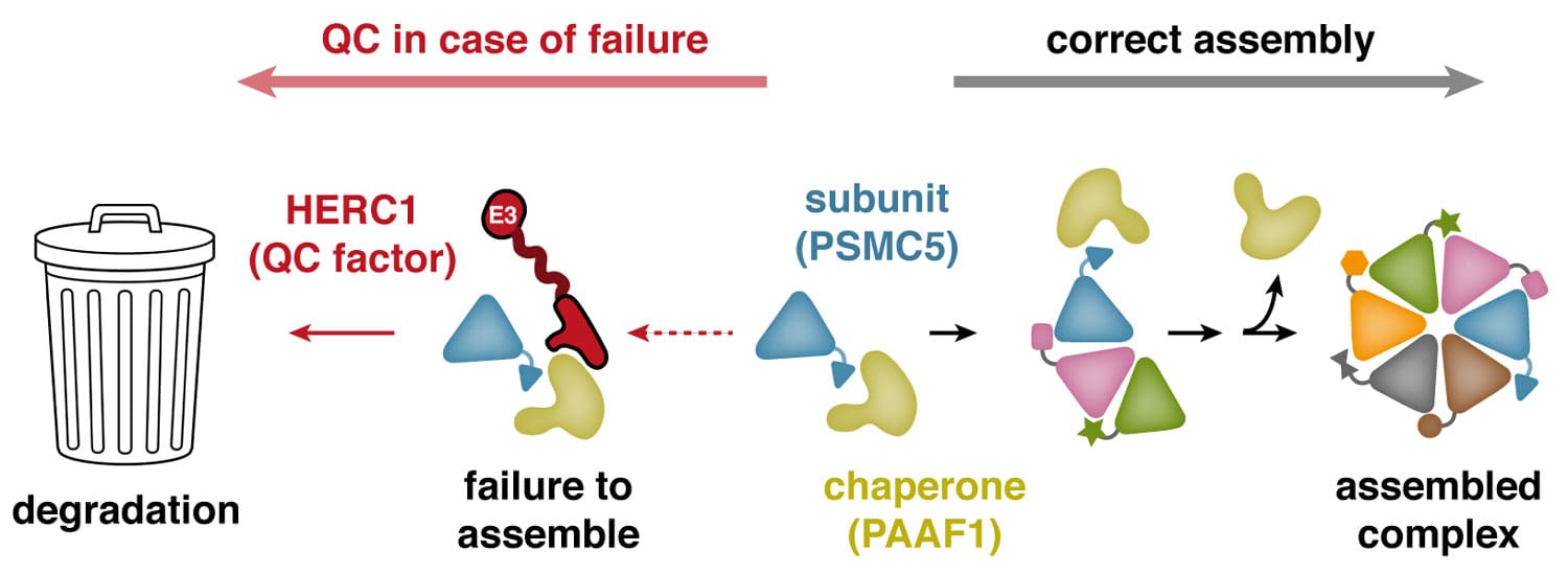 A model showing how PSMC5 that fails to assemble properly is routed for degradation by the ubiquitin ligase HERC1
