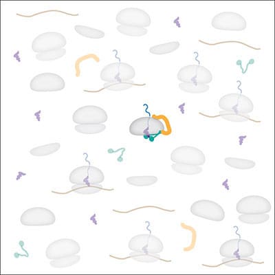 Hegde_Unfinished_proteins
