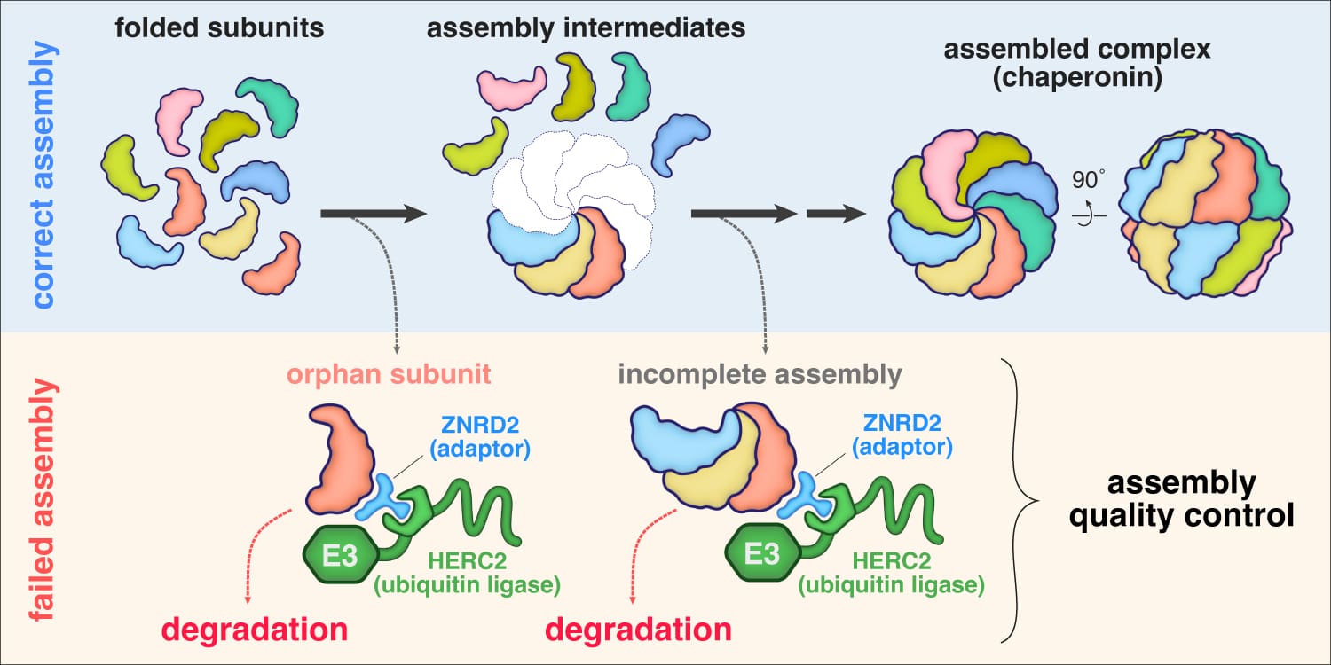 Keeping protein subunits in check via assembly quality control | MRC ...