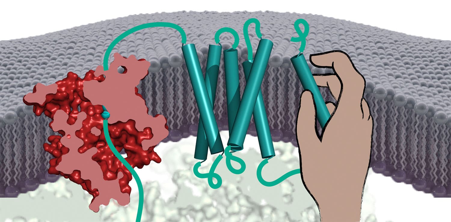 A membrane protein (teal) being assembled. The nascent protein is threaded into the membrane by a protein translocation channel (red). Within the membrane, the protein is helped in its assembly by the PAT complex (depicted as a hand temporarily holding part of the membrane protein).