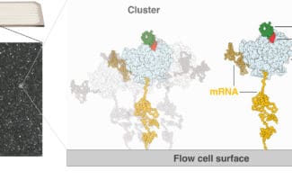 Graphic illustrating deep screening, showing microfluidic flow cell, zoom in to image of clusters of dots, zoom out to show that each cluster contains mRNA, ribosome, antibody and antigen attached to flow cell surface