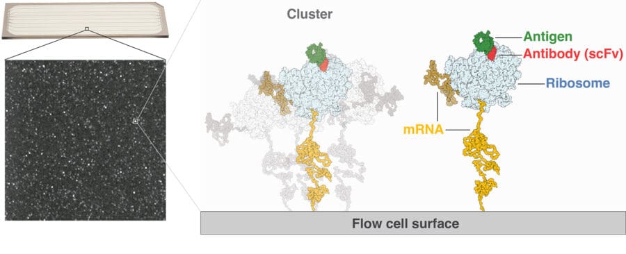 Graphic illustrating deep screening, showing microfluidic flow cell, zoom in to image of clusters of dots, zoom out to show that each cluster contains mRNA, ribosome, antibody and antigen attached to flow cell surface