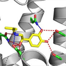 Hormones Activate G-Protein