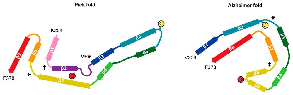 Comparison of the Pick and Alzheimer tau filament folds.