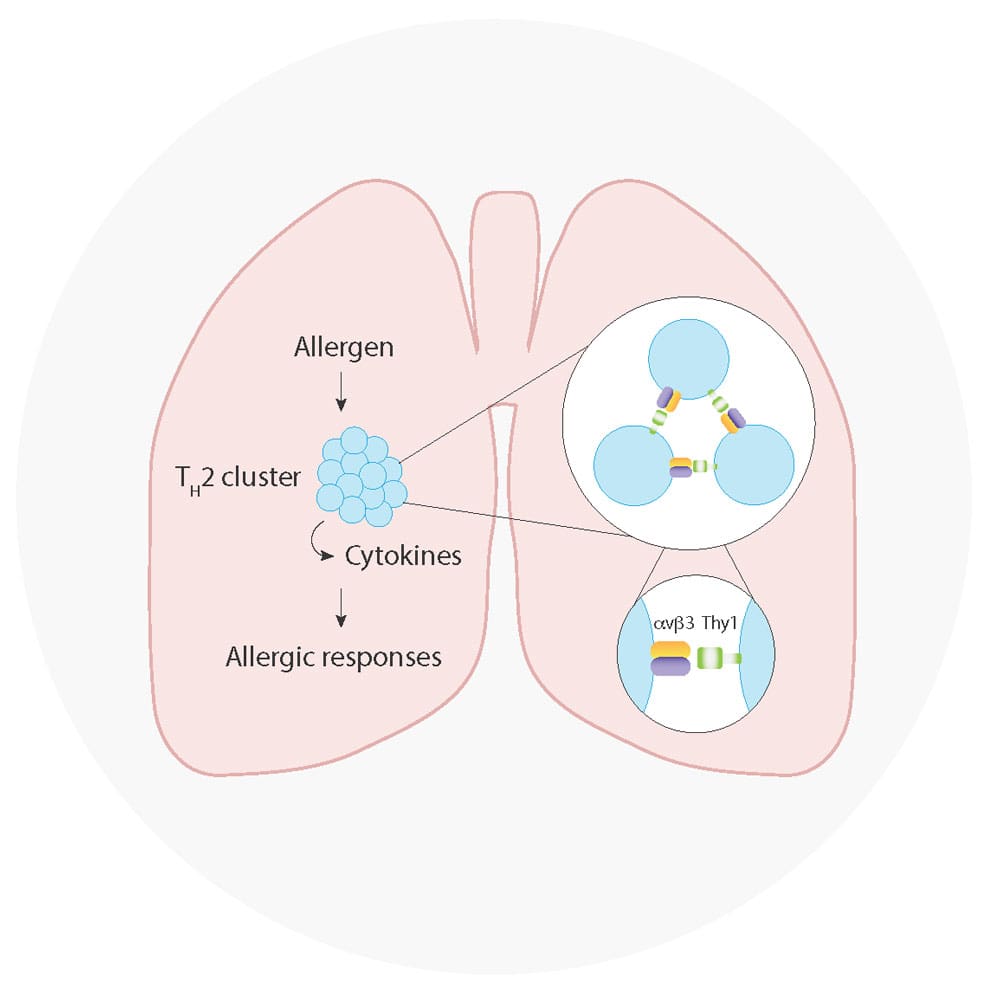 Image of a human lung showing the immune response to allergen, highlighting that &alpha;v&beta;3 integrin mediates the formation of TH2 cell clusters, which promotes inflammatory cytokine expression and allergic responses. 