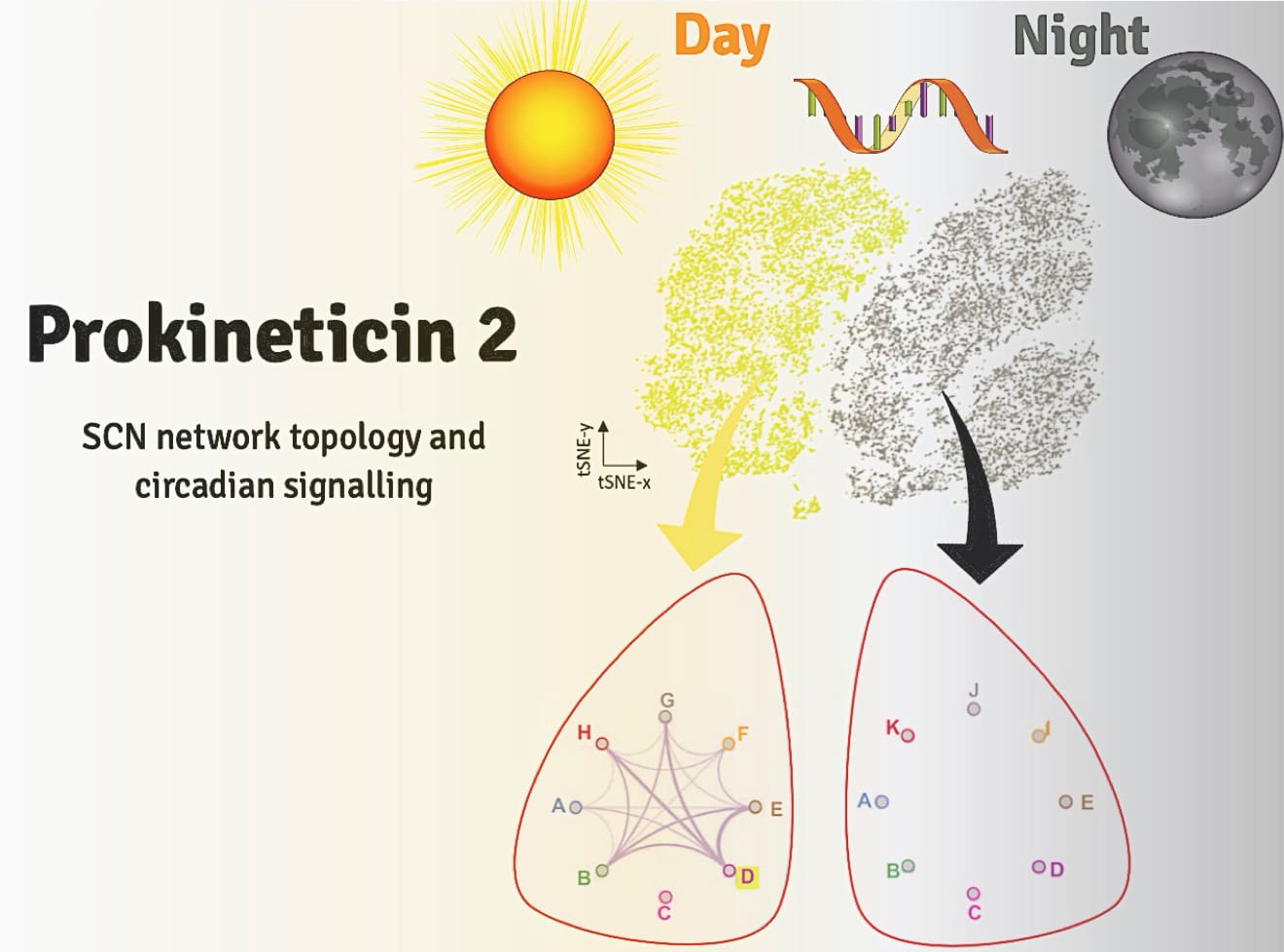 The SCN was sequenced at single-cell resolution to reveal novel cell populations and their contribution to emergent network-level properties.