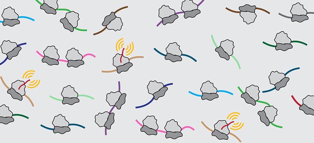 Translating ribosomes with the emerging protein acting as a beacon