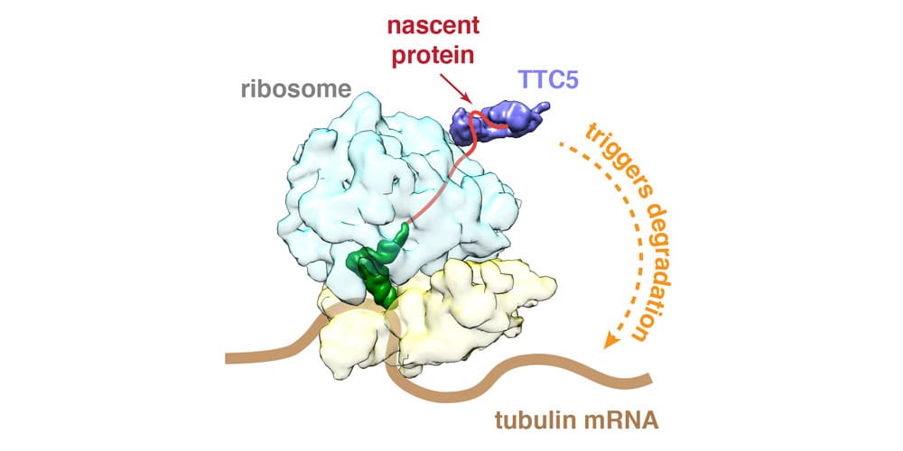 TTC5 uses the emerging protein to find tubulin mRNAs for degradation