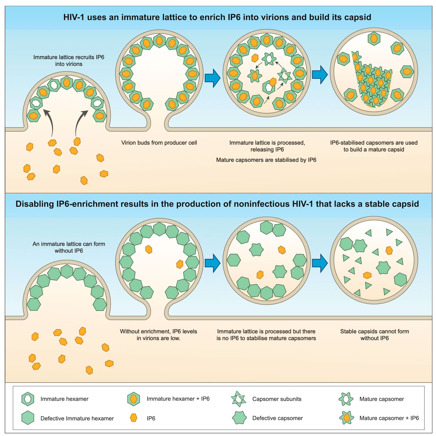 The HIV-1 immature lattice enriches IP6 into virions to catalyse mature capsid assembly.
