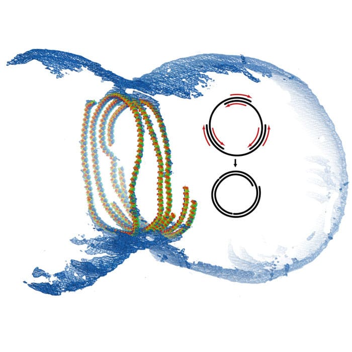 Jan Lowe - FtsZ ring