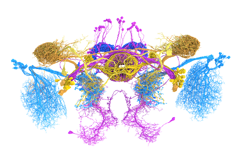 Neurotransmitter prediction for select neurons in the fly connectome (cholinergic, purple; GABAergic, yellow; glutamatergic, blue).