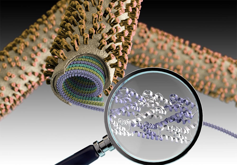 The matrix protein M1 forms multiple linear polymer strands in a helical fashion underneath the membrane of the influenza A virus