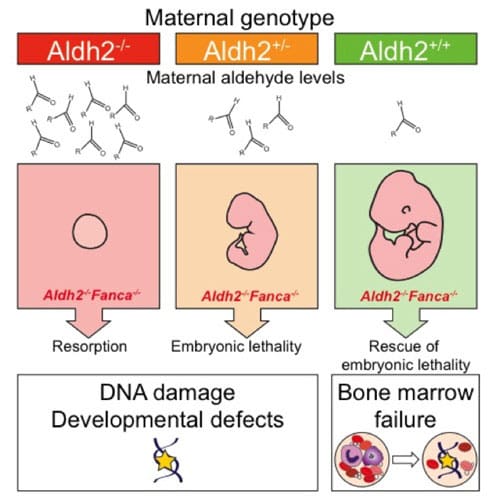 KJ Patel - Foetal Aldehyde Damage