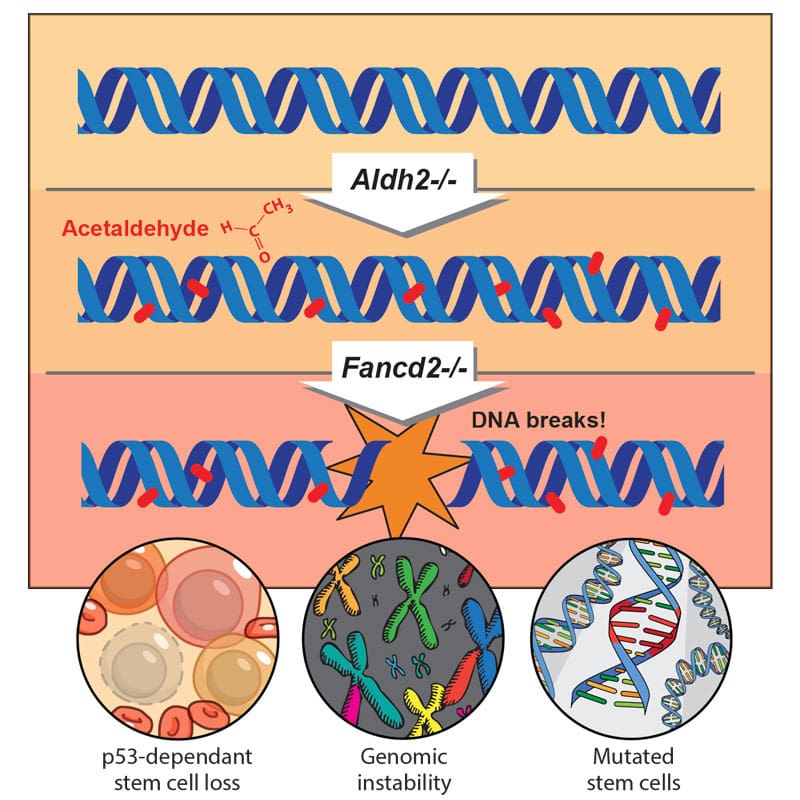 Lack of the two-tier protection system leads to genomic instability and mutations in blood stem cells.